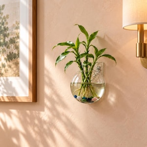 Wall Mounted Plant Propagation Vase, Clear Plastic Hanging Planter, Semi Circle Hydroponic Flower Pot, Plant Cutting Wall Decor
