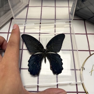 May include: A preserved black butterfly specimen with dark, textured wings and thin antennae, displayed inside a clear, square plastic storage case. The butterfly features a deep black coloration with subtle dark blue undertones on the lower wings.