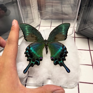 Puede incluir: Un espécimen de mariposa cola de golondrina preservado con alas de color verde esmeralda iridiscente y azul profundo, con bordes de alas negros y colas largas, exhibido sobre una base de algodón blanco dentro de una caja protectora de plástico transparente.