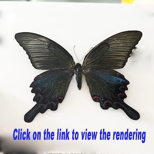 Pode incluir: Um espécime de borboleta preservado com grandes asas preto-escuras, apresentando manchas azuis iridescentes nas seções inferiores e marcas vermelhas sutis perto das bordas. O texto abaixo diz: Click on the link to view the rendering.
