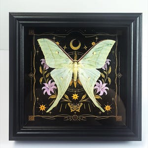 May include: A framed display featuring a pale green Luna moth specimen centered over a black background with gold celestial illustrations, including a crescent moon, stars, and a small butterfly, flanked by purple lily flowers in a black frame.