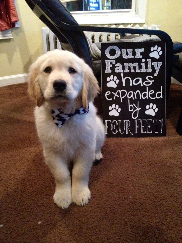 INSTANT DOWNLOAD New Puppy Dog Cat Announcement Our Family Has Expanded by Four Feet - Cute Funny Printable Chalkboard New Pet Digital File