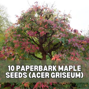 May include: A Paperbark Maple tree, also known as Acer griseum, with reddish-green leaves and a textured trunk. The text 10 PAPERBARK MAPLE SEEDS (ACER GRISEUM) is overlaid in white capital letters on a dark horizontal bar across the center.