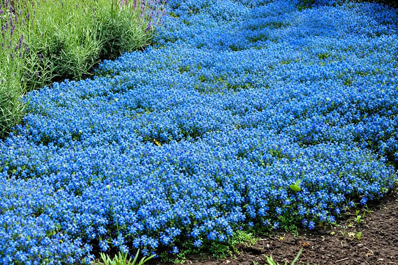 250+ Blue Creeping Thyme Seeds, Ground Cover Garden Planting - Etsy
