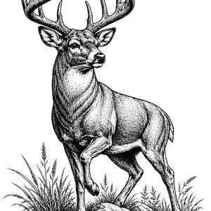 May include: A black and white ink illustration of a majestic buck standing on a rocky outcrop. The deer features large, detailed antlers, textured fur, and is positioned with one front leg raised. Tall grasses surround the base of the rocks.