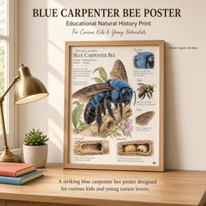 Può includere: Un poster educativo incorniciato intitolato Blue Carpenter Bee, che presenta una grande illustrazione di un'ape blu vibrante su un ramo, diagrammi di anatomia, ali e tunnel di nidificazione, con testo descrittivo su uno sfondo color crema.
