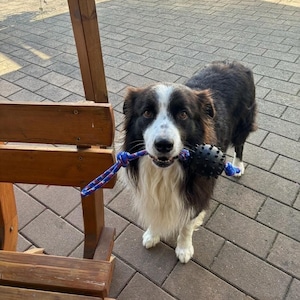 Op de afbeelding: Een zwart-witte Border Collie die een zwart rubberen speeltje met stekels, bevestigd aan een blauw en rood patroontouw, in de bek houdt. De hond heeft lang haar, een witte borst en een witte bles op het gezicht.