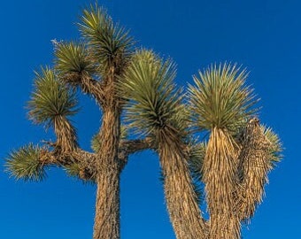 Graines d'arbre de Josué : yucca brevifolia, résistante à la sécheresse, zones 6 à 10 (10 graines)