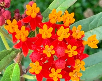 Scarlet RED Butterfly Milkweed Seeds Monarch Host 24
