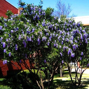Texas Mountain Laurel, 10 seeds, Sophora secundiflora, fragrant blooms, xeriscape, desert plant, zones 7 to 11, perfect hedge, very purple image 5
