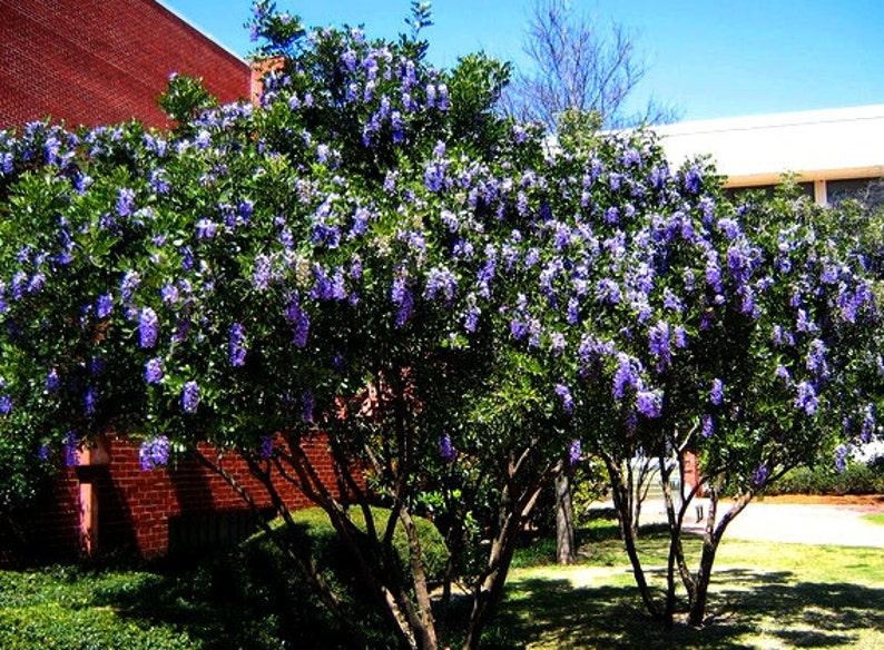 Texas Mountain Laurel, 10 seeds, Sophora secundiflora, fragrant blooms, xeriscape, desert plant, zones 7 to 11, perfect hedge, very purple image 5