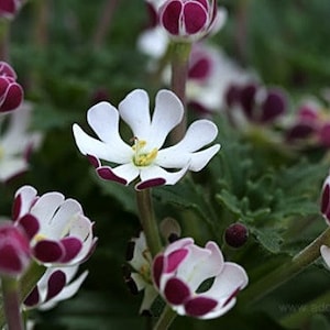 Night Blooming Phlox, 20 seeds, Midnight Candy, fragrant ground cover, Zaluzianskya capensis, sweet creeper, easy all zones, moon garden image 2