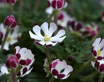 Night Blooming Phlox, 15 Seeds, Midnight Candy, Fragrant Ground
