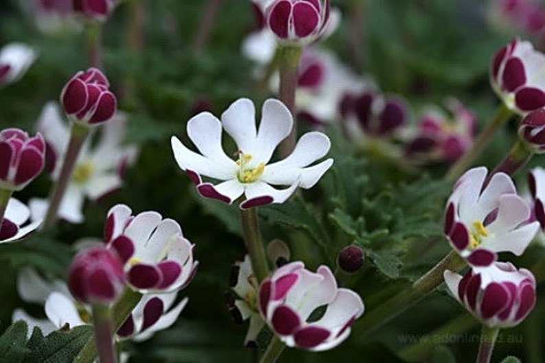 Night Blooming Phlox, 20 seeds, Midnight Candy, fragrant ground cover, Zaluzianskya capensis, sweet creeper, easy all zones, moon garden image 2