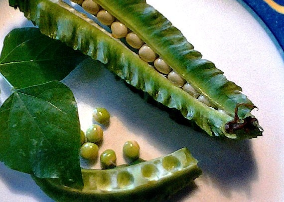 Thai winged bean Psophocarpus tetragonolobus Fabaceae 50 Seeds ThailandMrk Thai winged bean Psophocarpus tetragonolobus Fabaceae 50 Seeds ThailandMrk