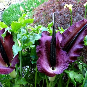 Voodoo Lily, Dracunculus, 5 seeds, enormous blooms, eats flies, showy foliage, easy to grow, zones 7-9, carnivorous, truly bizarre