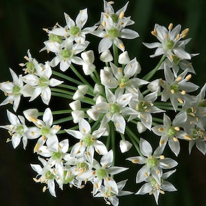 Garlic Chives, Allium tuberosum, 200 seeds, sweet cut flower, tasty Asian herb, repels insects, easy perennial, lovely in bloom image 3