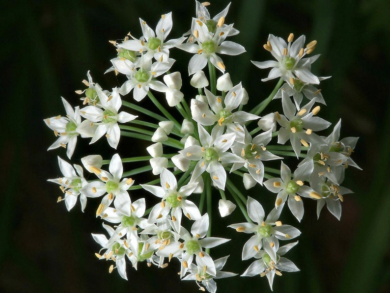 Garlic Chives, Allium tuberosum, 200 seeds, sweet cut flower, tasty Asian herb, repels insects, easy perennial, lovely in bloom image 3
