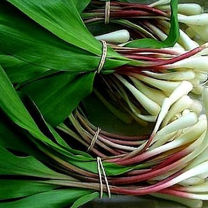Bärlauch (Allium ursinum), 15 Samen, eine Delikatesse, Waldblume, bevorzugt kühles Wetter und feuchten Schatten, milder Geschmack, köstlich