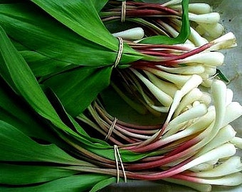 Wild Bear Garlic, Ramsons, 15 seeds, gourmet treasure, woodland wildflower, Allium ursinum, cool weather, moist shade, gentle flavor, lovely