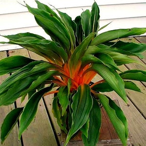 May include: A potted plant with long, green leaves with orange stripes. The plant is in a brown pot and is sitting on a wooden deck.