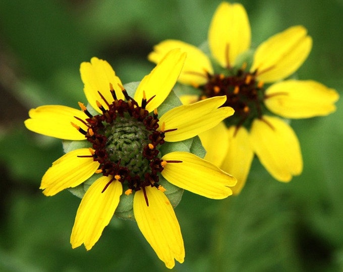Chocolate Daisy Flower, 10 Seeds, Berlandiera Lyrata, Fragrant, Cold