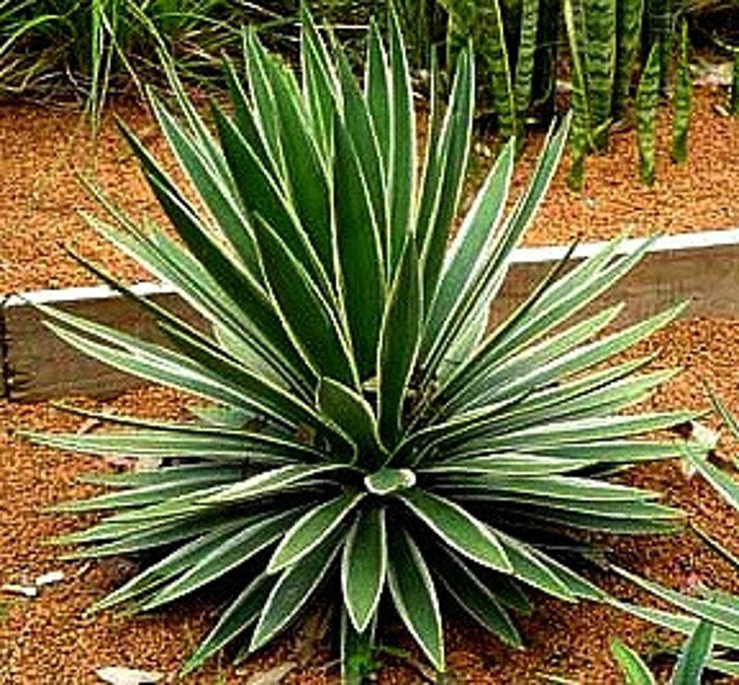 Yucca Collection Mix, 15 Seeds, 8 Showy Species, Cold Hardy