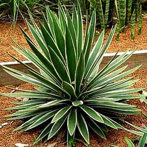 Yucca Collection Mix, 15 seeds, 8 showy species, cold hardy, drought tolerant, desert beauties, zones 5 to 9, no maintenance, tasty flowers