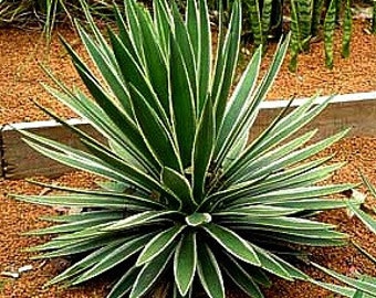 Yucca Collection Mix, 15 seeds, 8 showy species, cold hardy, drought tolerant, desert beauties, zones 5 to 9, no maintenance, tasty flowers