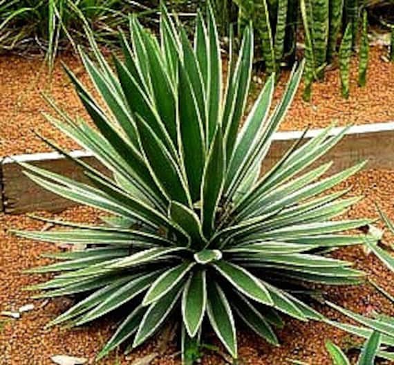 店舗良い Mix, Collection Yucca 15 Hardy Cold Species, Showy 8 Seeds, その他多肉植物