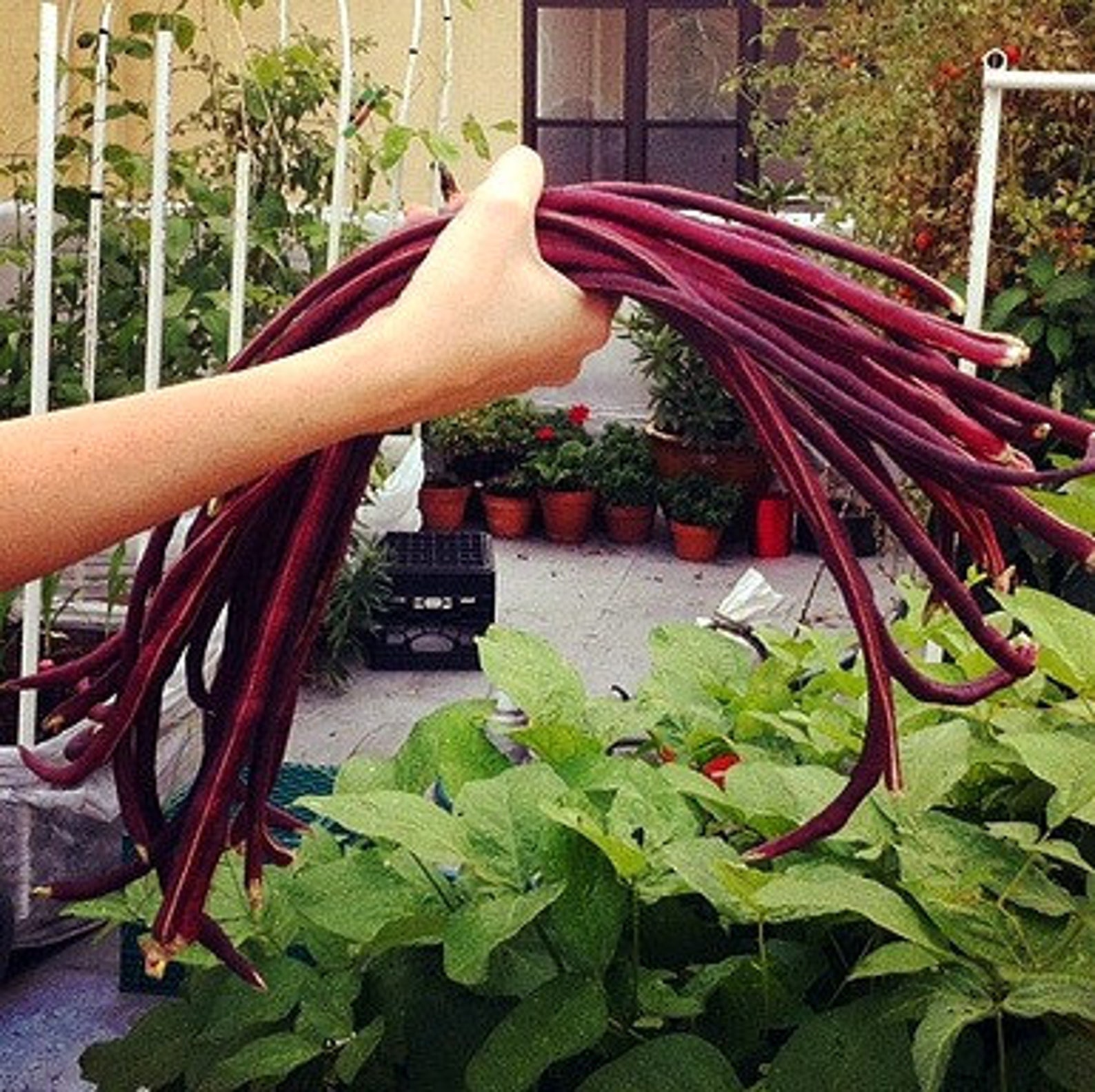 Red Noodle Bean Yard Long Bean 15 heirloom seeds Asparagus Etsy