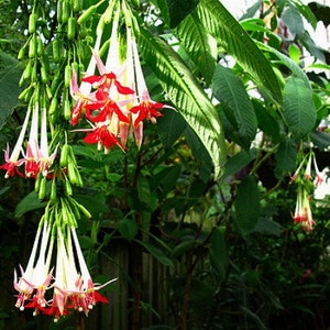 Fuchsia boliviana alba, White Bolivian Fuchsia, 10 rare seeds, shrubby tree, misty cool zones, houseplant, sweet fruits, elegant blooms image 5