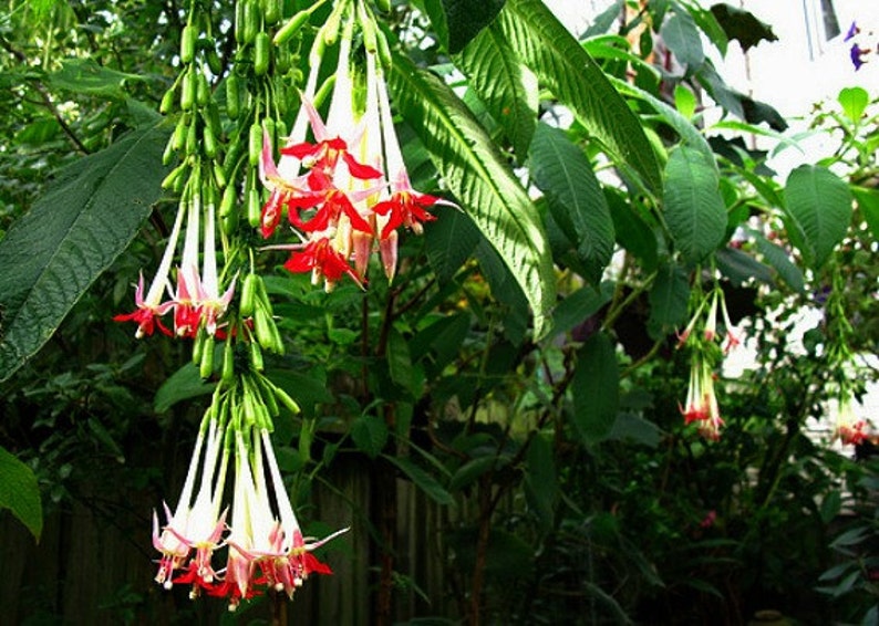 Fuchsia boliviana alba, White Bolivian Fuchsia, 10 rare seeds, shrubby tree, misty cool zones, houseplant, sweet fruits, elegant blooms image 5