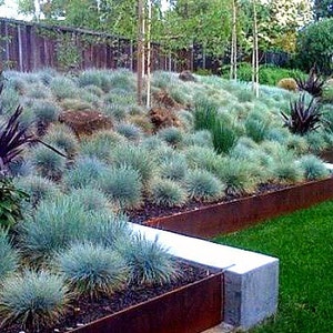 Blue Fescue Grass, 100 seeds, Festuca glauca, ground cover, perennial zones 4 to 10, drought tolerant, deer proof, loves the desert, so easy image 1