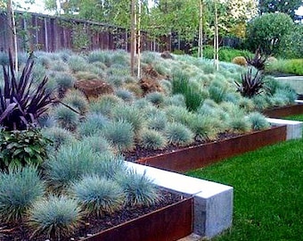 Blue Fescue Grass, 100 seeds, Festuca glauca, ground cover, perennial zones 4 to 10, drought tolerant, deer proof, loves the desert, so easy