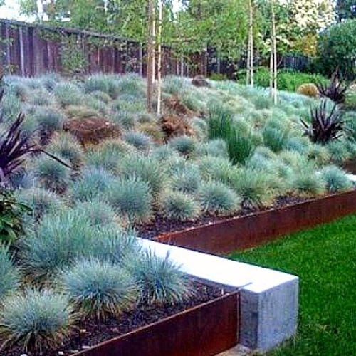 Fétuque bleue, 100 graines, Festuca glauca, couvre-sol, vivaces zones 4 à 10, résistante à la sécheresse, résistante aux cerfs, aime le désert, si facile