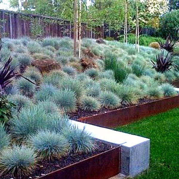 Blue Fescue Grass, 100 seeds, Festuca glauca, ground cover, perennial zones 4 to 10, drought tolerant, deer proof, loves the desert, so easy