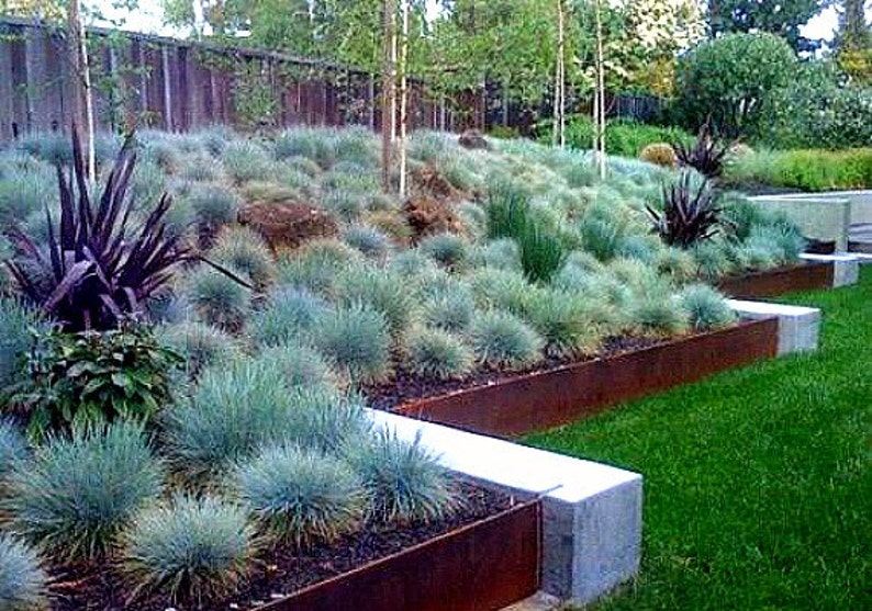 Blue Fescue Grass, 100 seeds, Festuca glauca, ground cover, perennial zones 4 to 10, drought tolerant, deer proof, loves the desert, so easy image 1