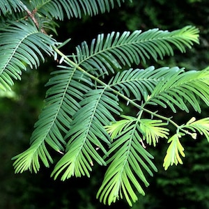 California Dawn Redwood, Metasequoia, 25 seeds, grows quickly, zones 4 to 9, great shade tree, perfect for bonsai image 4