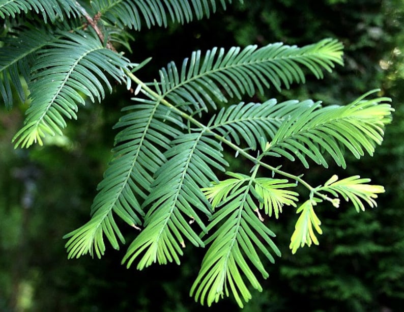 California Dawn Redwood, Metasequoia, 25 seeds, grows quickly, zones 4 to 9, great shade tree, perfect for bonsai image 4
