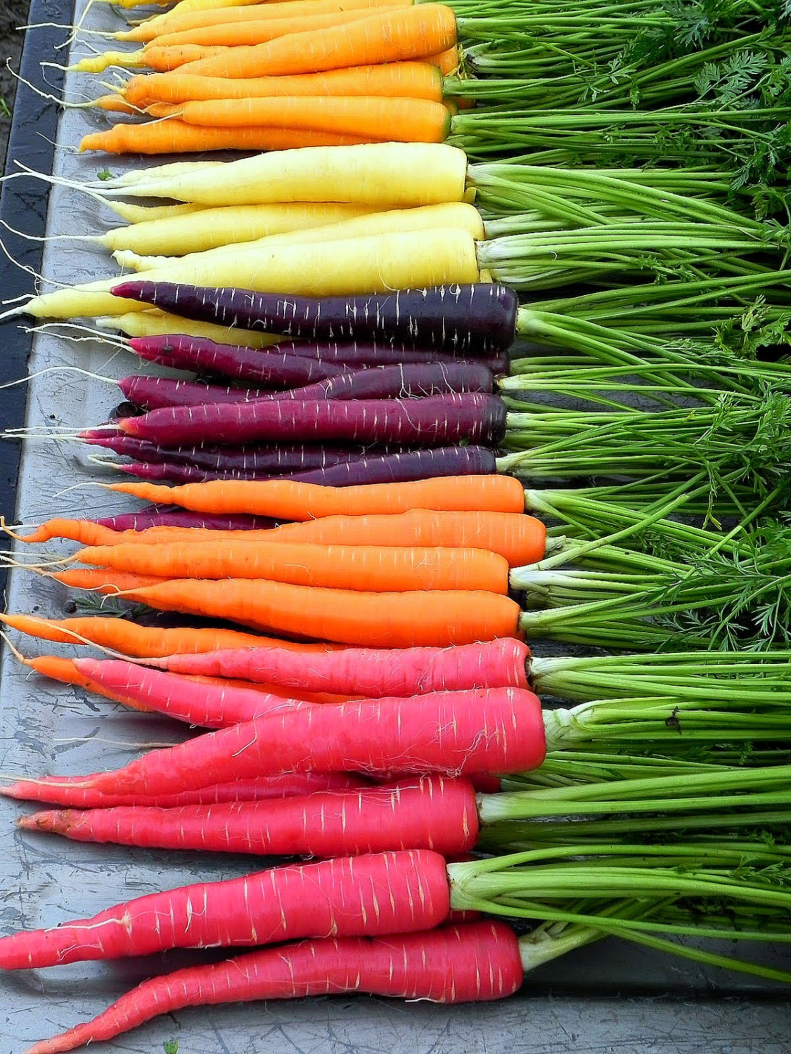Любит ли морковь. Морковь Rainbow f1. Разноцветная морковь. Цветные овощи. Разнообразие овощей.