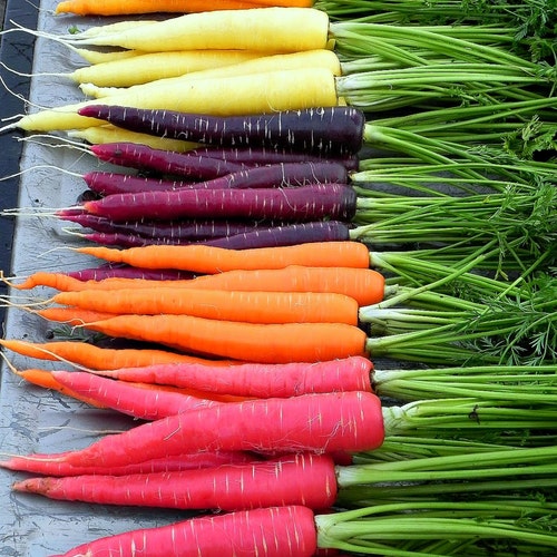 Rainbow Carrot Mix - seven fancy heirlooms, 350 seeds, spring garden, fun for kids, non GMO, crazy colors