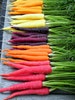 Rainbow Carrot Mix - seven fancy heirlooms, 350 seeds, spring garden, fun for kids, non GMO, crazy colors 