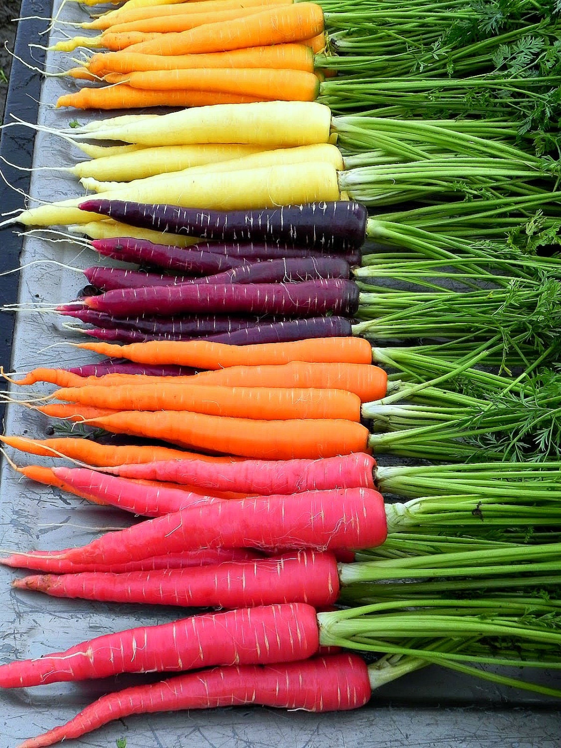 Rainbow Carrot Mix - Seven Fancy Heirlooms, 350 Seeds