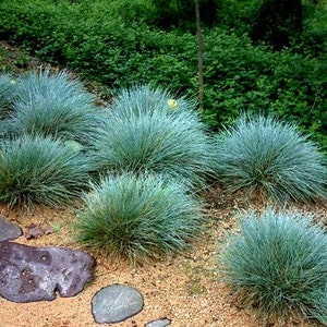Blue Fescue Grass, 100 seeds, Festuca glauca, ground cover, perennial zones 4 to 10, drought tolerant, deer proof, loves the desert, so easy image 2