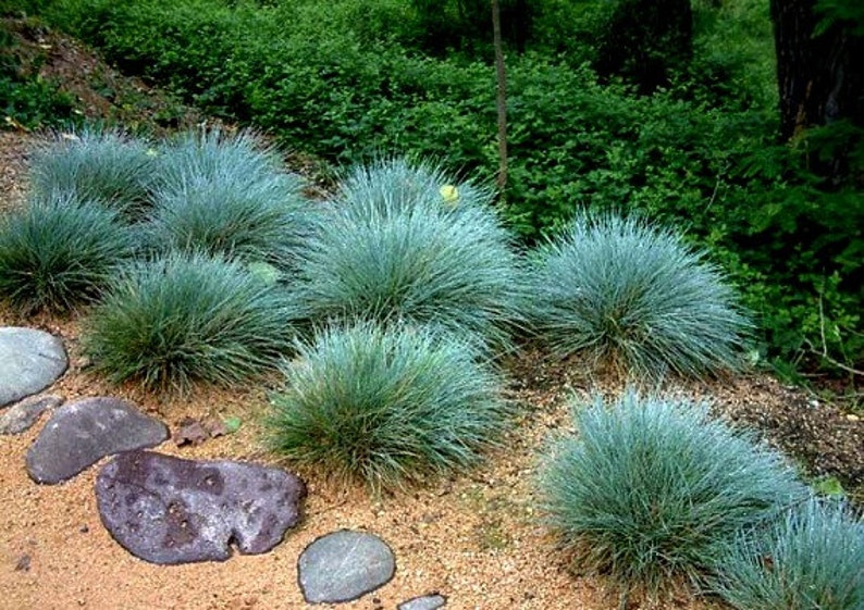 Blue Fescue Grass, 100 seeds, Festuca glauca, ground cover, perennial zones 4 to 10, drought tolerant, deer proof, loves the desert, so easy image 2