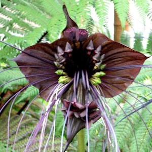 Tacca chantrieri, Black Bat Flower, 5 fresh seeds, tall black blossoms, tropical garden, zone 10 to 11, houseplant, greenhouse, goth garden image 4