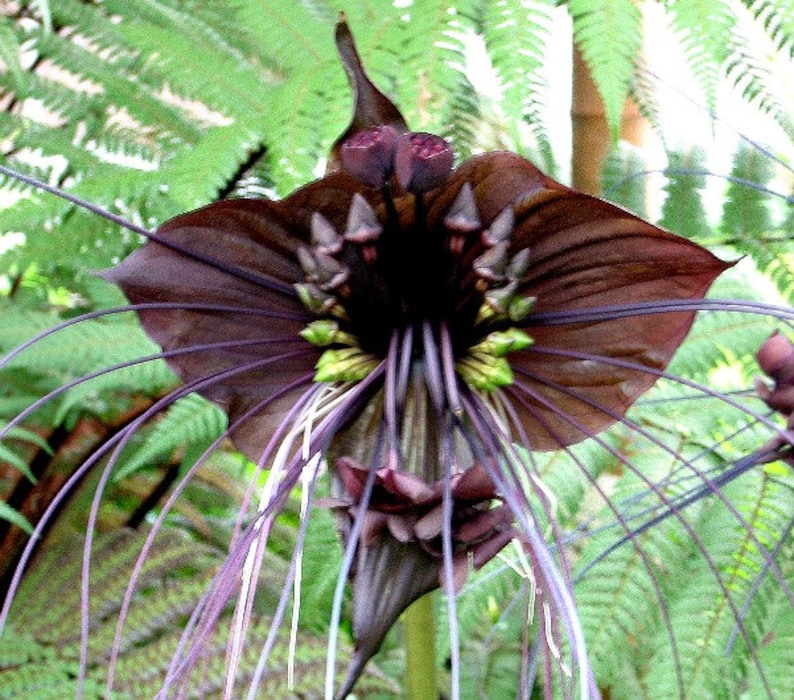 Tacca chantrieri, Black Bat Flower, 5 fresh seeds, tall black blossoms, tropical garden, zone 10 to 11, houseplant, greenhouse, goth garden image 4