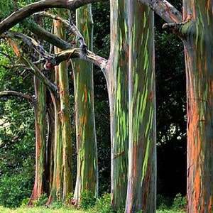 Rainbow Eucalyptus deglupta, showy tropical tree, 50 rare seeds, bonsai, houseplant, greenhouse, zones 10 to 11, fast growing, spectacular image 2