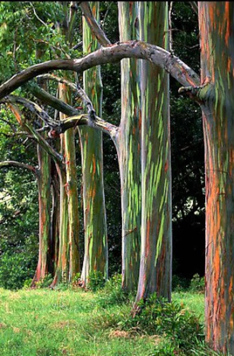 Rainbow Eucalyptus deglupta, showy tropical tree, 50 rare seeds, bonsai, houseplant, greenhouse, zones 10 to 11, fast growing, spectacular image 2